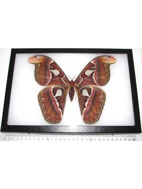 Framed Female Attacus Atlas Moth - Unique Snake Mimic Art from Indonesia